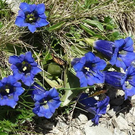 Bergmann Außervillgraten