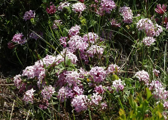 Appartamento Bergmann *